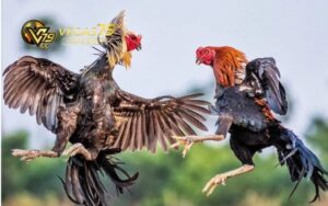 Đá Gà Mạng Trực Tiếp: Sàn Đấu Uy Tín Với Nhiều Trận Hấp Dẫn 8 Đá gà mạng trực tiếp