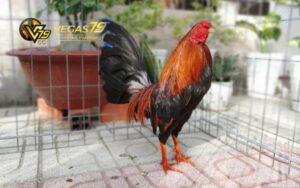 Mẹo đá gà luôn thắng đỉnh cao từ các cao thủ 2 mẹo đá gà luôn thắng